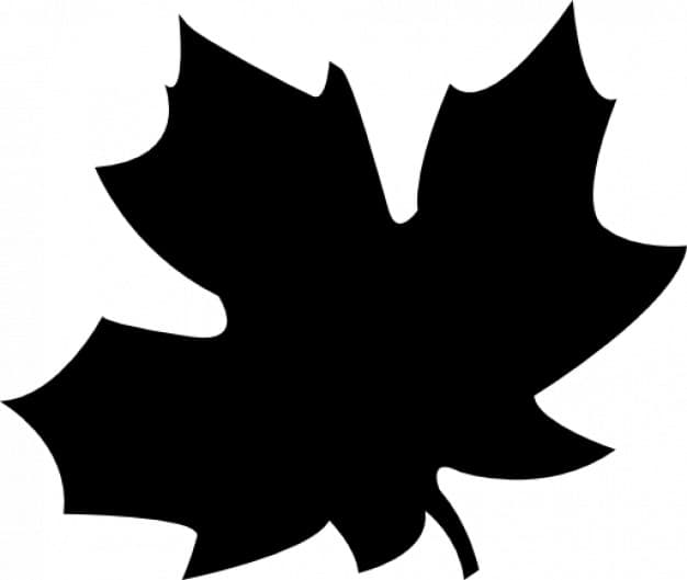 Professional fall leaf cleanup service
